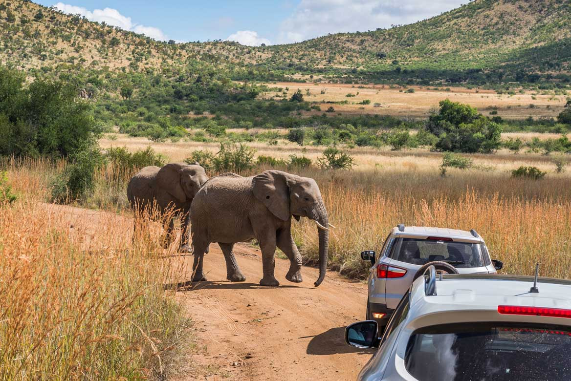 Pilanesberg National Park 