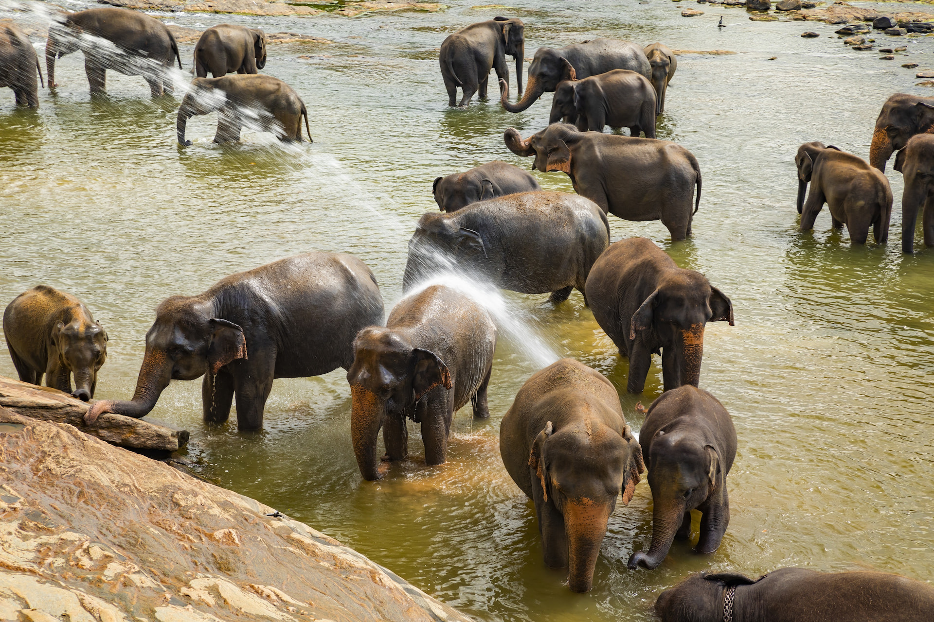 Pinnawala Elephant Orphanage 1