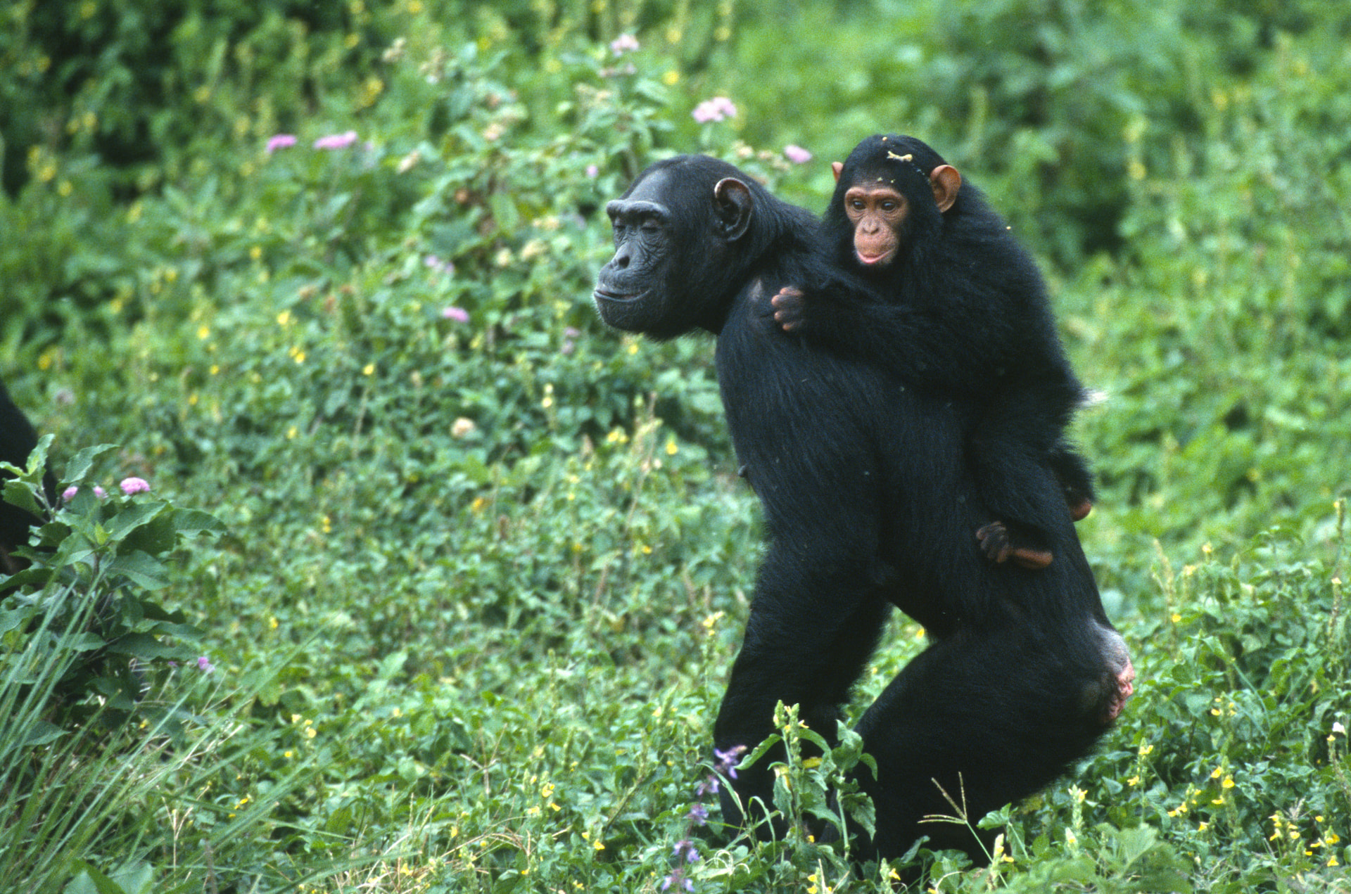 Kibale Chimpanzee Trekking
