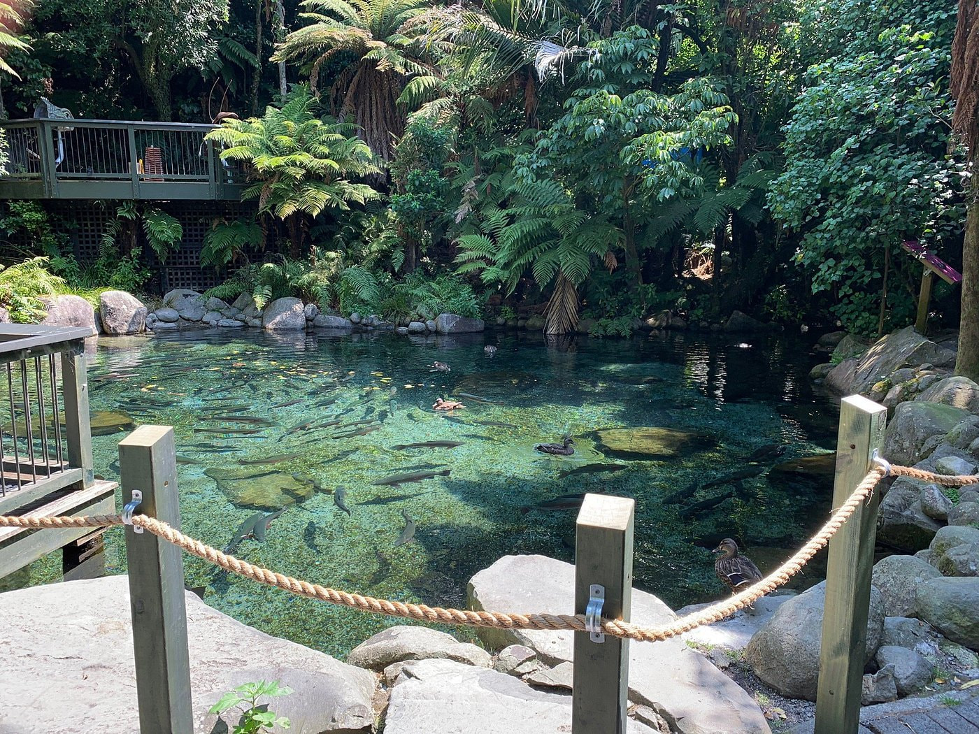 Rainbow springs