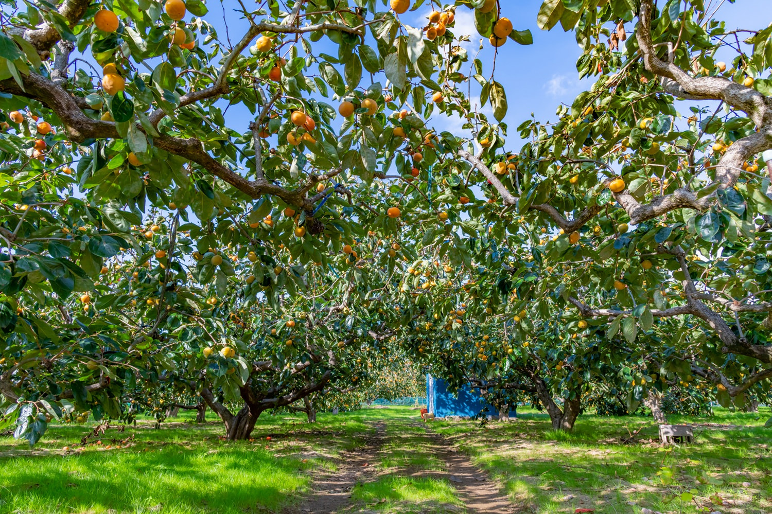 Rayners Orchard 1