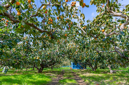Rayners Orchard 1