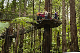 Red Woods Tree Walk