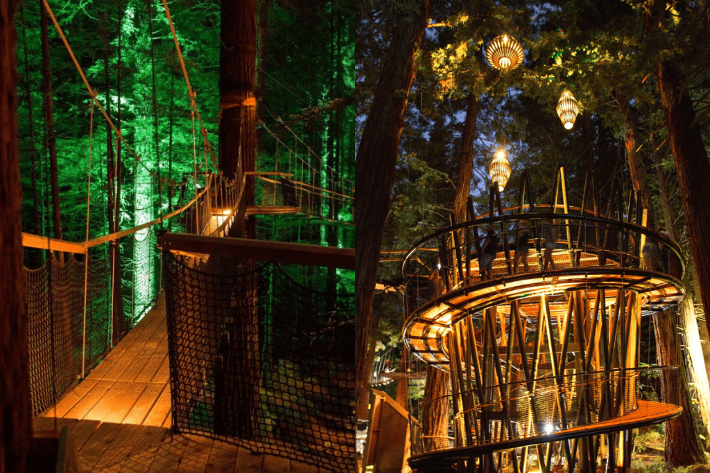 Redwood Tree Walk