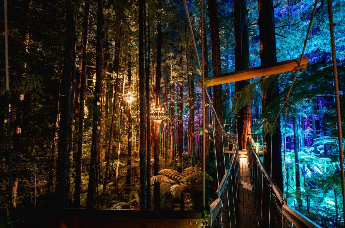 Redwood Tree Walk
