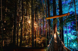 Redwood Tree Walk