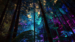 Redwood Tree Walk