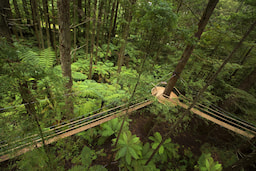 Redwood Treewalk 1