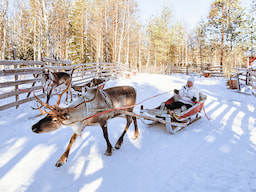 Reindeer Safari 1