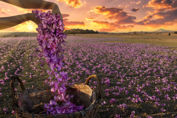 Saffron Farm