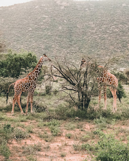 Samburu National Park