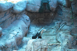 Sea Life Mooloolaba 1