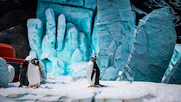 Sea World Abu Dhabi 