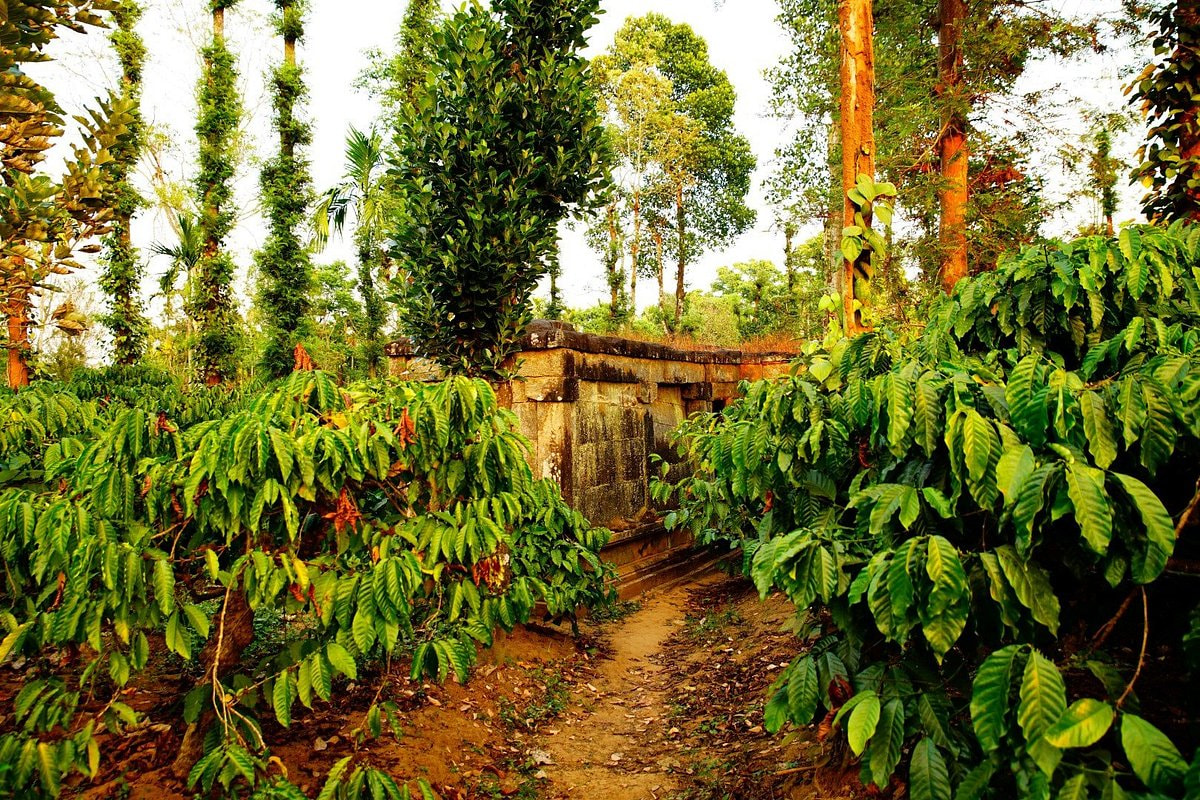 Spice Plantation