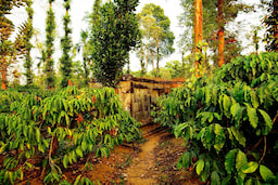 Spice Plantation