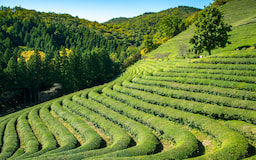 Tea Garden 1