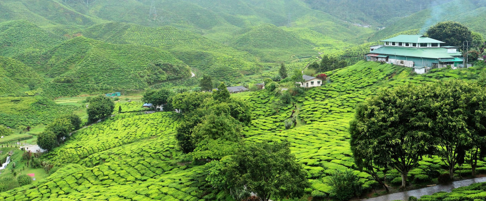 Tea Plantation 1