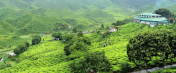 Tea Plantation 1