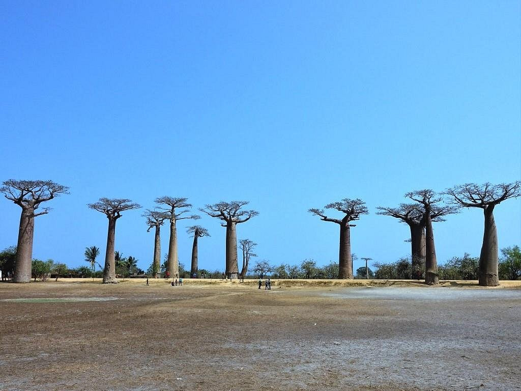 Avenue of the Baobabs
