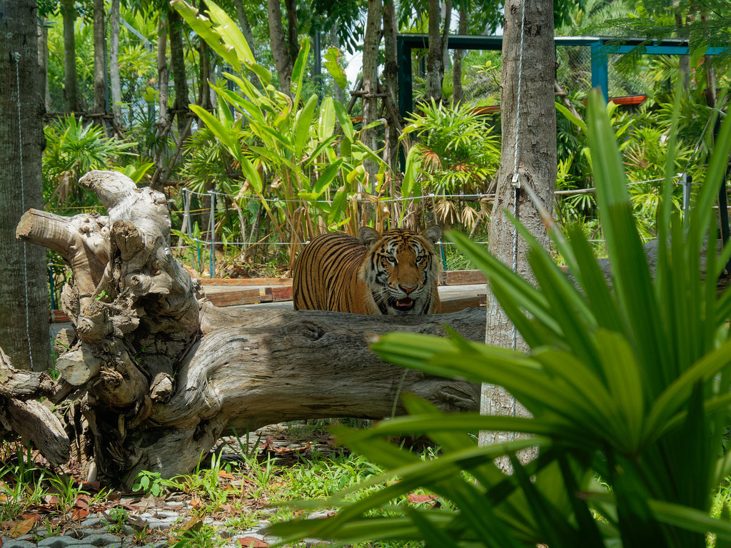 Tiger Park 1