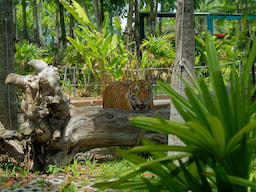 Tiger Park 1