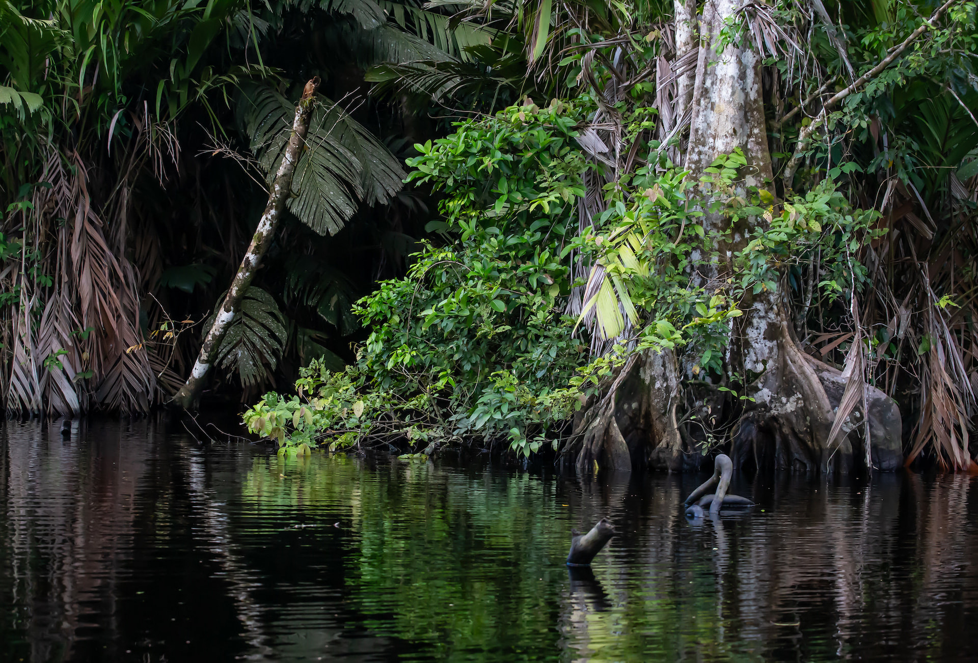 Tortuguero National Park 2