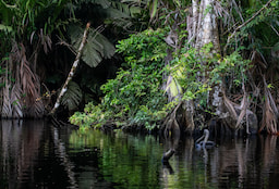 Tortuguero National Park 2