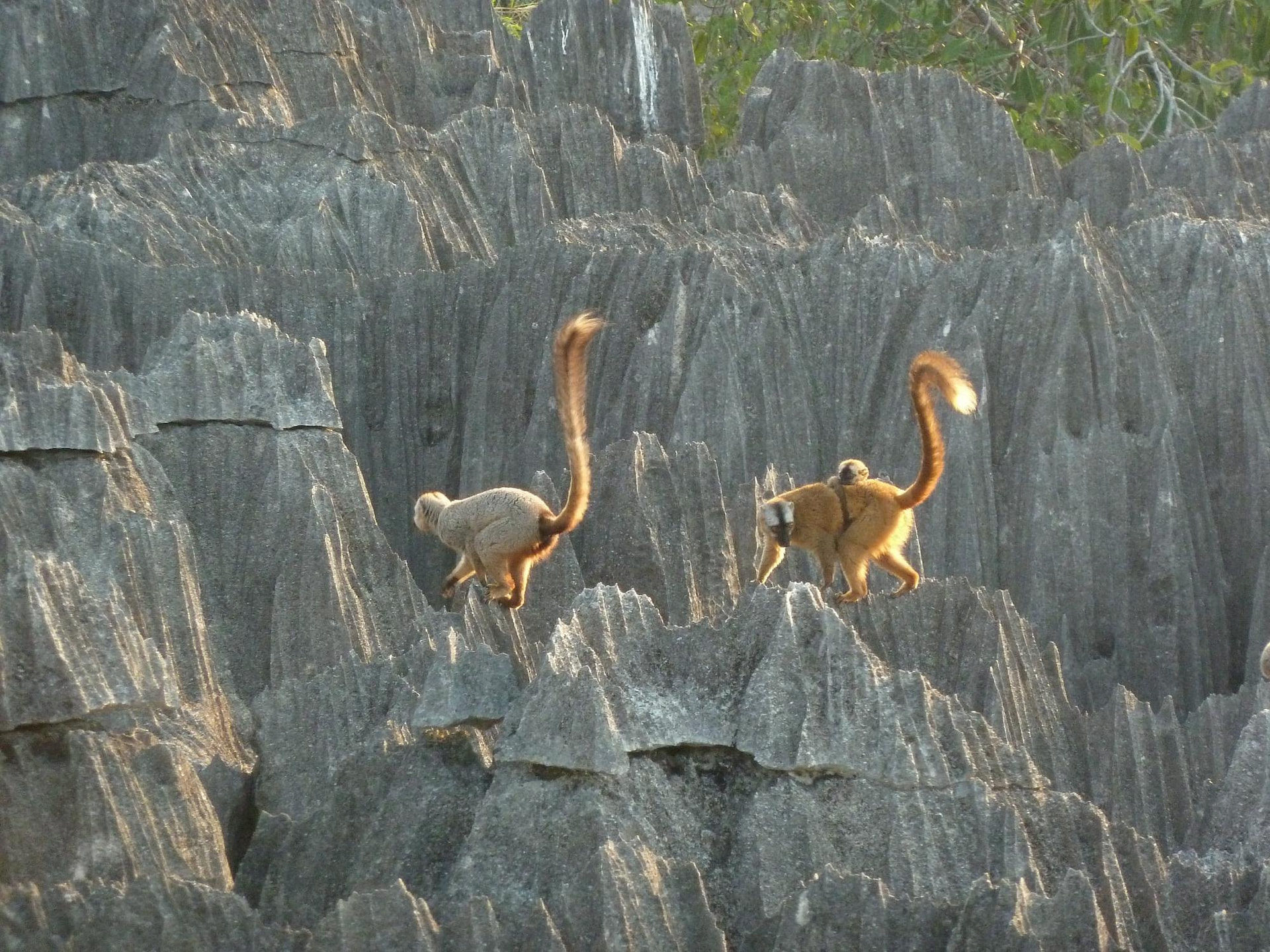 Tsingy de Bemaraha National Park