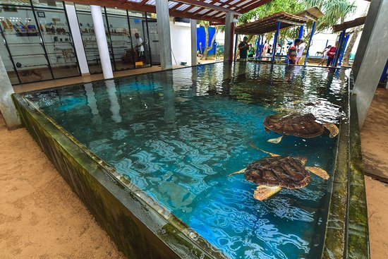 Turtle hatchery bentota