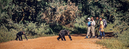 Kibale Chimpanzee Trekking