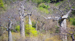 Viewpoint French Mountain
