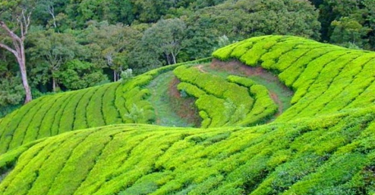Kausani Tea Estate