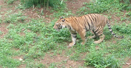 Nandankanan Zoological Park