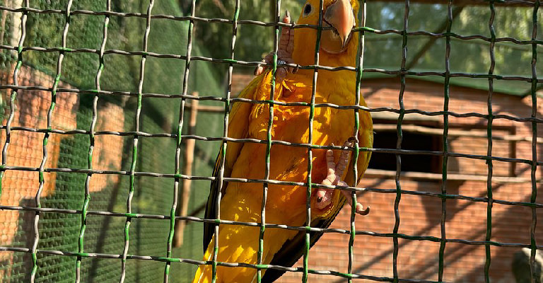 Shekvetili Dendrological Park