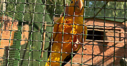Shekvetili Dendrological Park