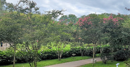 Shekvetili Dendrological Park