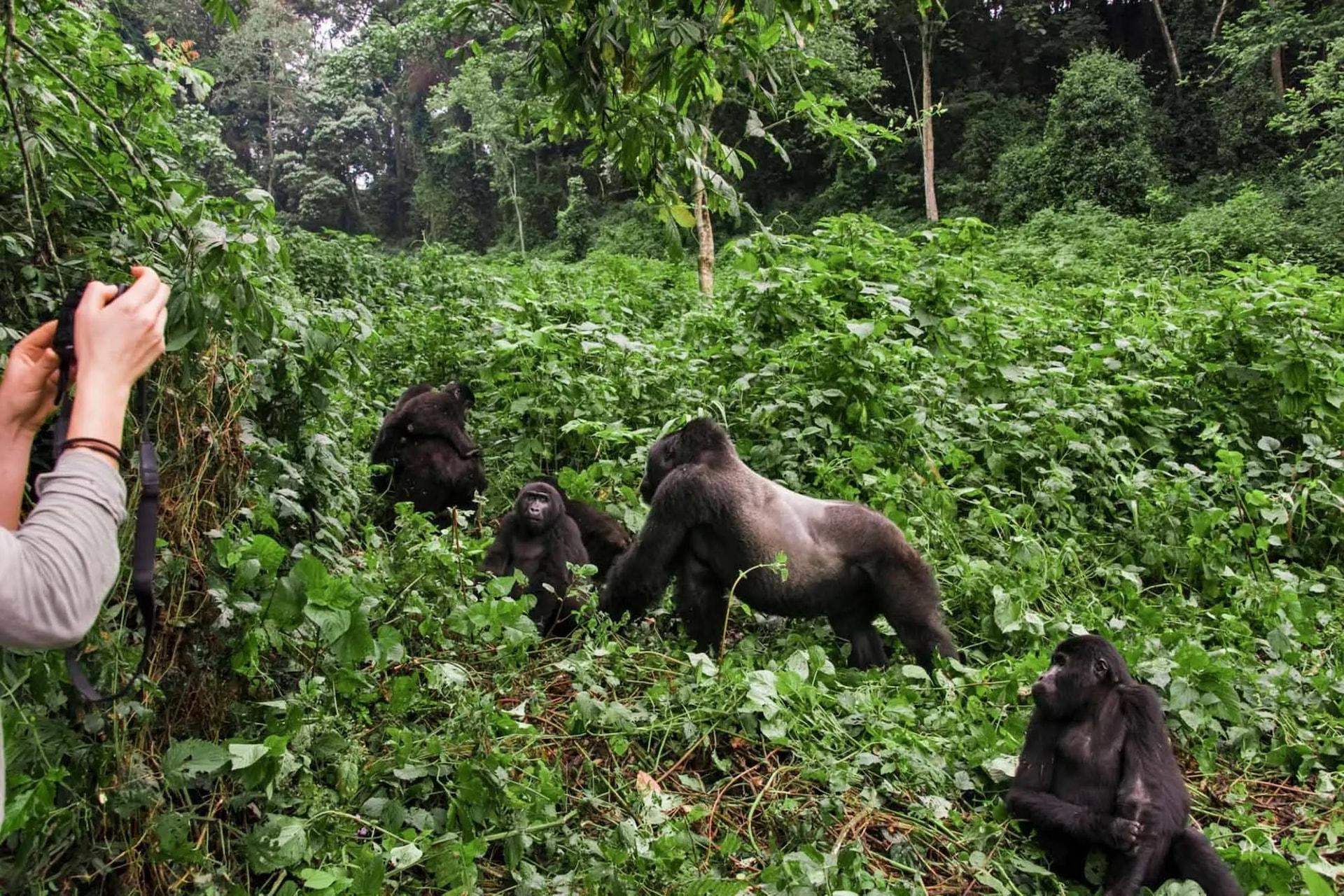 Bwindi Impenetrable National Park