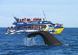 KAIKOURA Whale Watch Cruise 3 hours