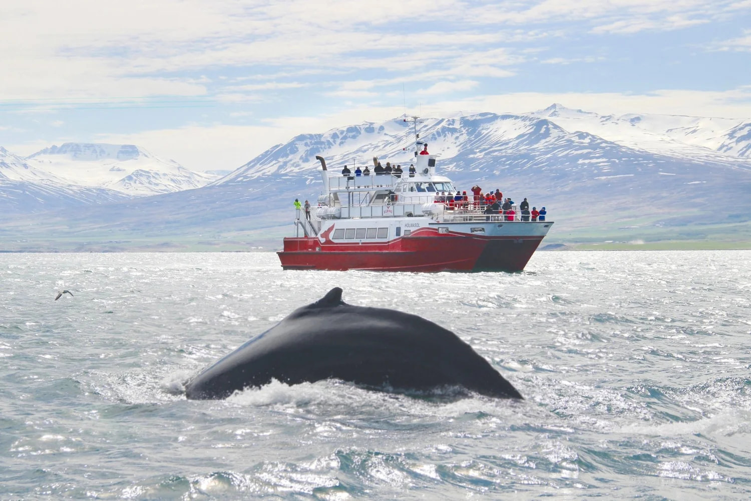 Whale Watching Tour (Subject to Operation) 1