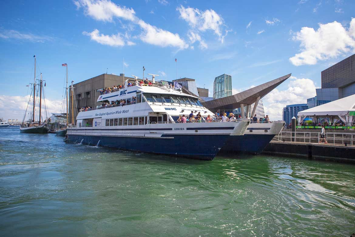 Whale Watching Cruise
