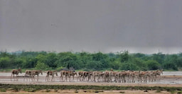 Wildlife Sanctuaries