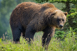 Alaska Wildlife Conservation Center 2
