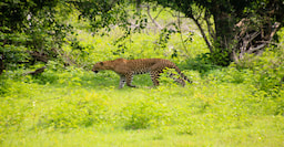 Yala National Park