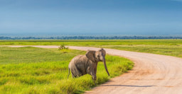 Amboseli national park