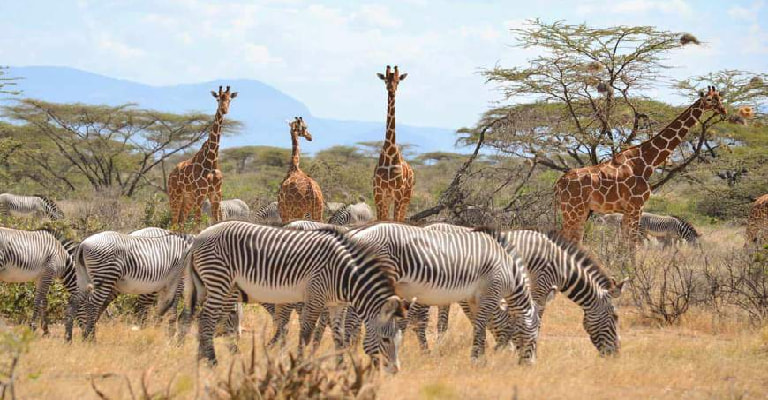 Amboseli national park