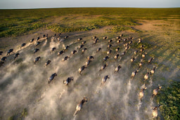Game Drive