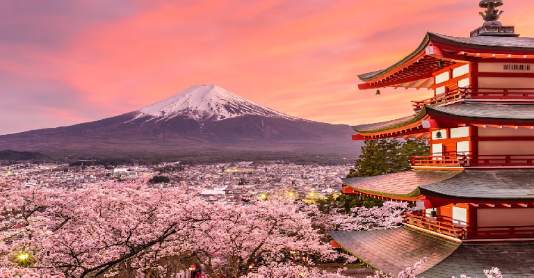 Japan Cherry Blossom