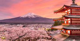Japan Cherry Blossom