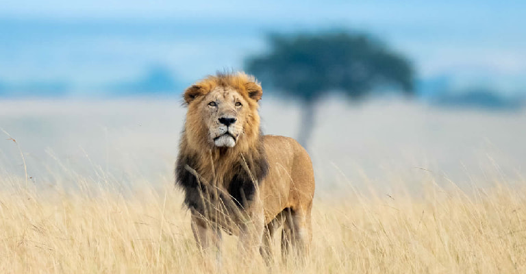 Masai Mara