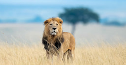 Masai Mara